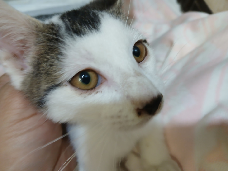 毎日全力全開での甘えん坊子猫