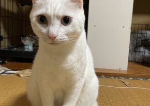 猫好きのためのSNS - 愛猫の日記や写真でユーザ交流