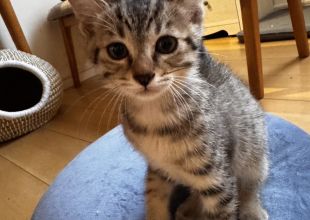猫好きのためのSNS - 愛猫の日記や写真でユーザ交流