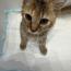 corocoroconさんの猫