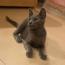 リンのちゃんまこさんの猫