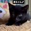 黒ちゃん♂