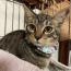 シード