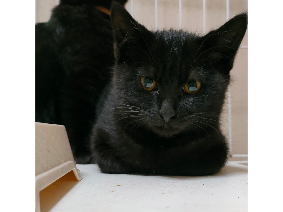 フワッとした黒子猫