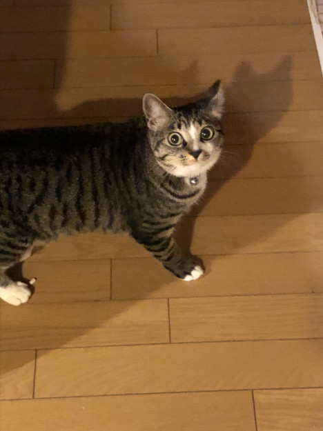 コメント15の画像
