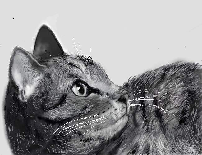 コメント56の画像