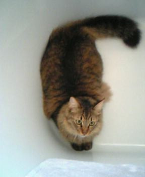 コメント83の画像