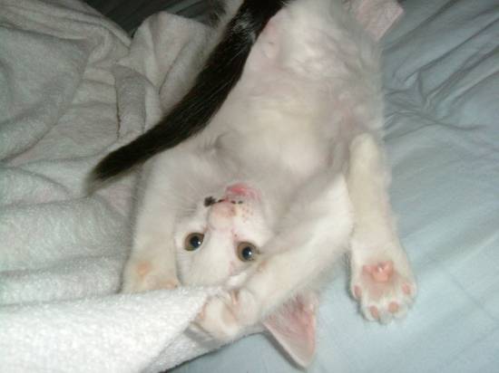 コメント14の画像