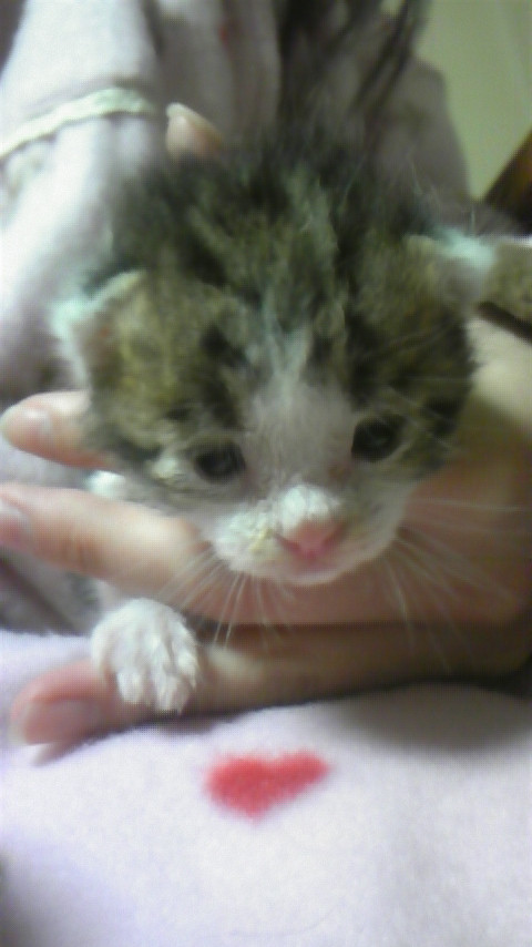 コメント8の画像