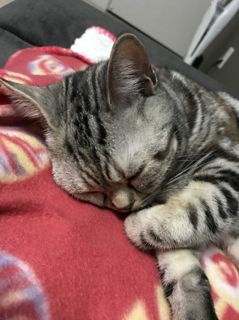 コメント23の画像