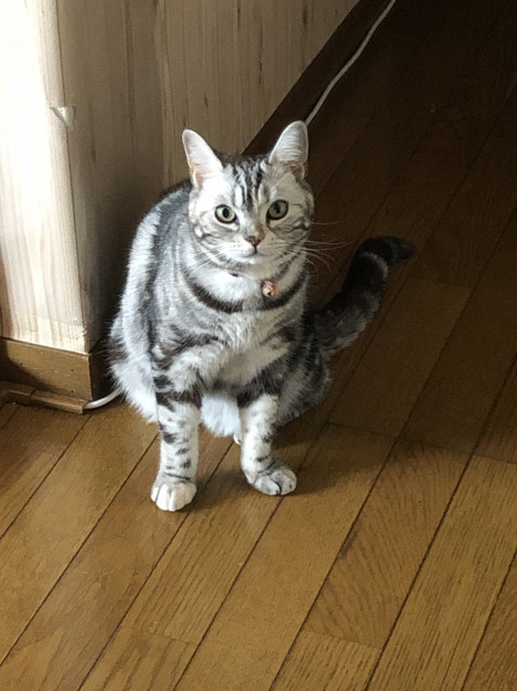 コメント28の画像