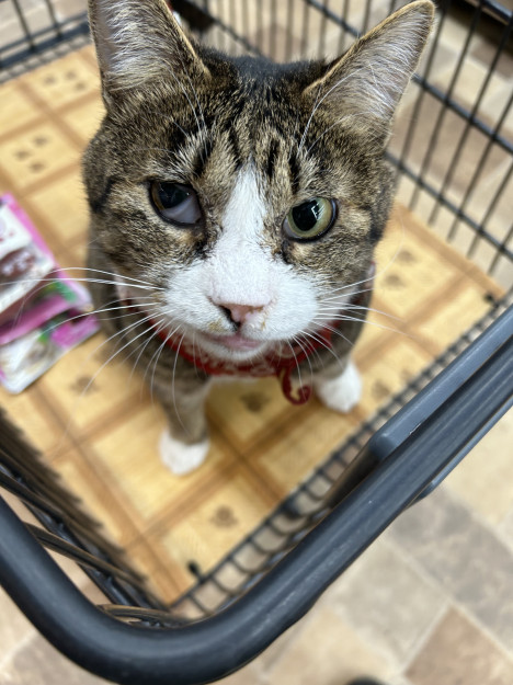 コメント29の画像