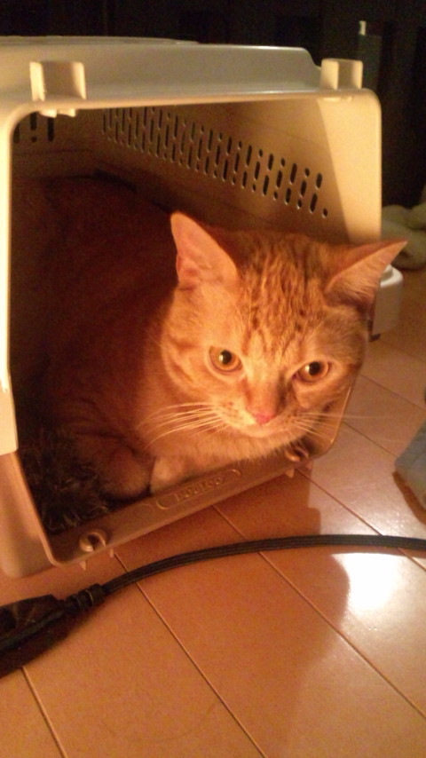 コメント16の画像