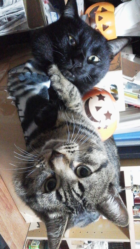 コメント18の画像