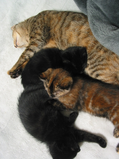 コメント1の画像