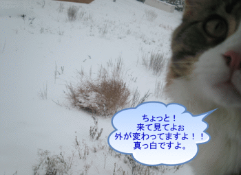 コメント3の画像