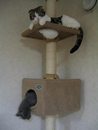 コメント6の画像