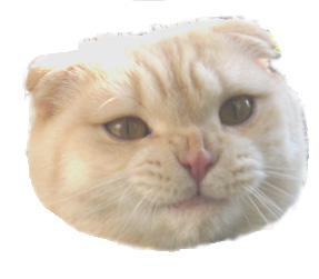 コメント193の画像