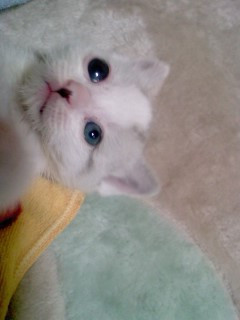 コメント204の画像