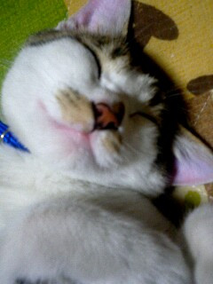 コメント21の画像