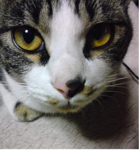 コメント35の画像