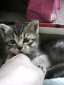 コメント38の画像