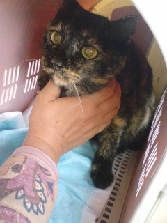 コメント99の画像