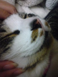 コメント114の画像