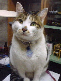 コメント146の画像