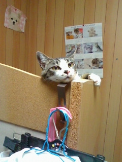 コメント154の画像