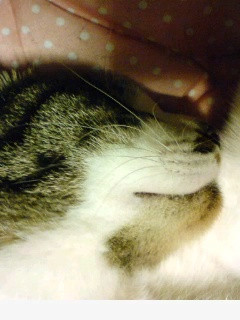 コメント176の画像