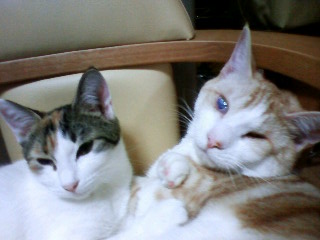 コメント32の画像