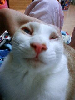 コメント33の画像