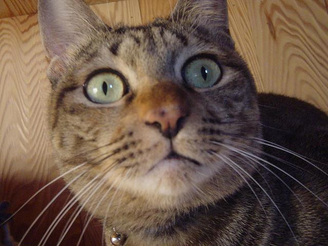 コメント25の画像