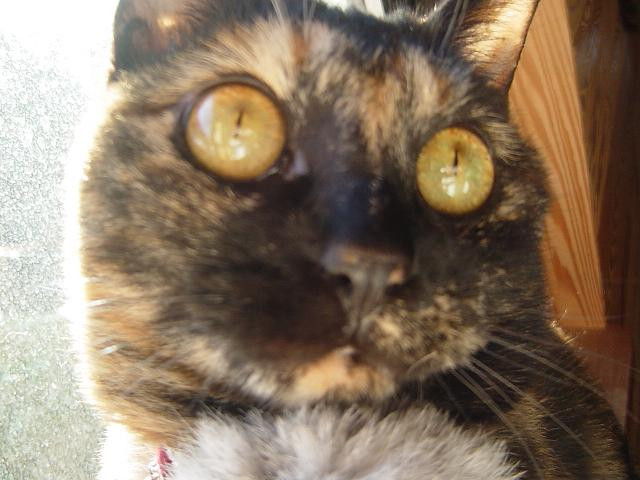 コメント39の画像