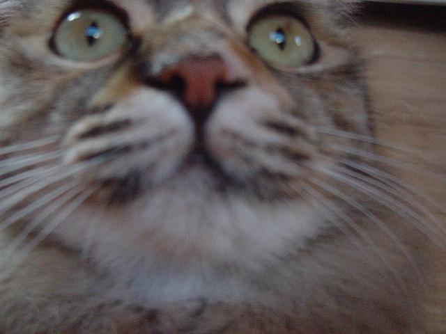 コメント53の画像