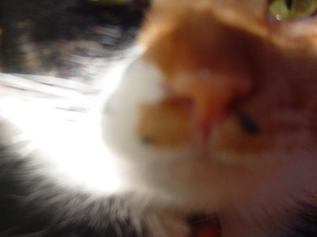 コメント56の画像