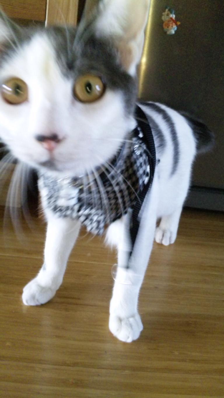 コメント178の画像