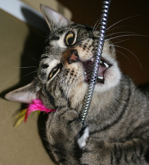 コメント1の画像