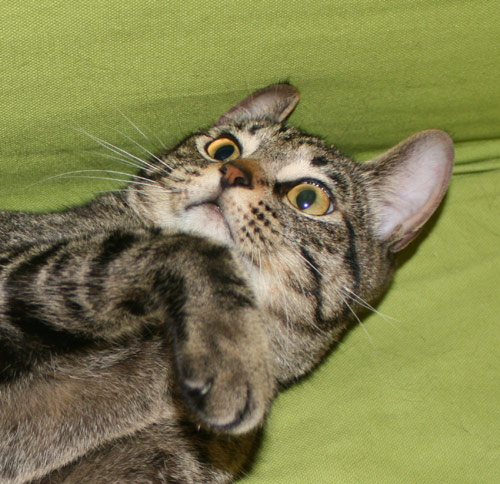 コメント18の画像