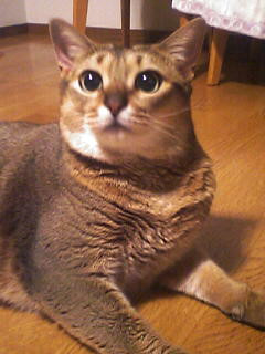 コメント55の画像