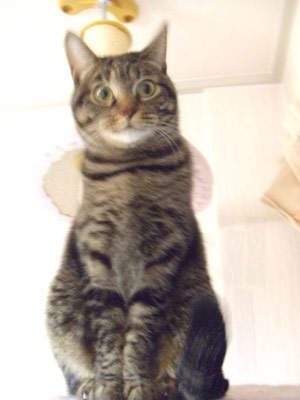 コメント78の画像