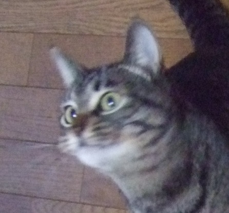 コメント98の画像