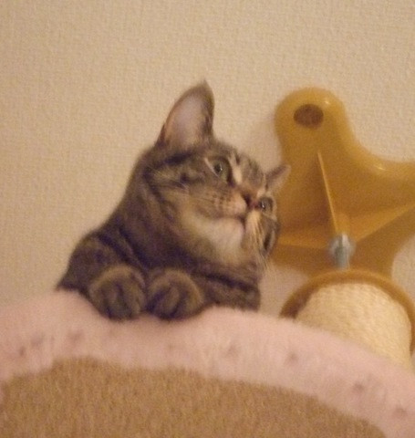 コメント111の画像