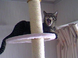 コメント123の画像