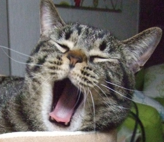 コメント130の画像