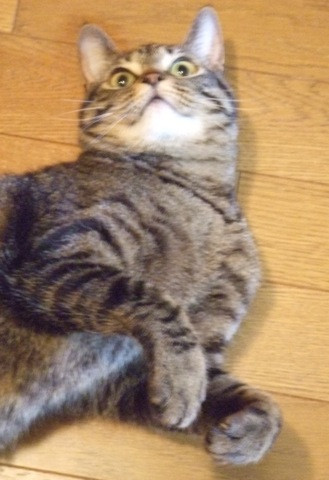 コメント135の画像