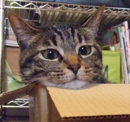 コメント147の画像