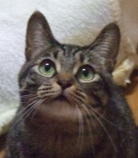 コメント162の画像