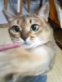 コメント168の画像